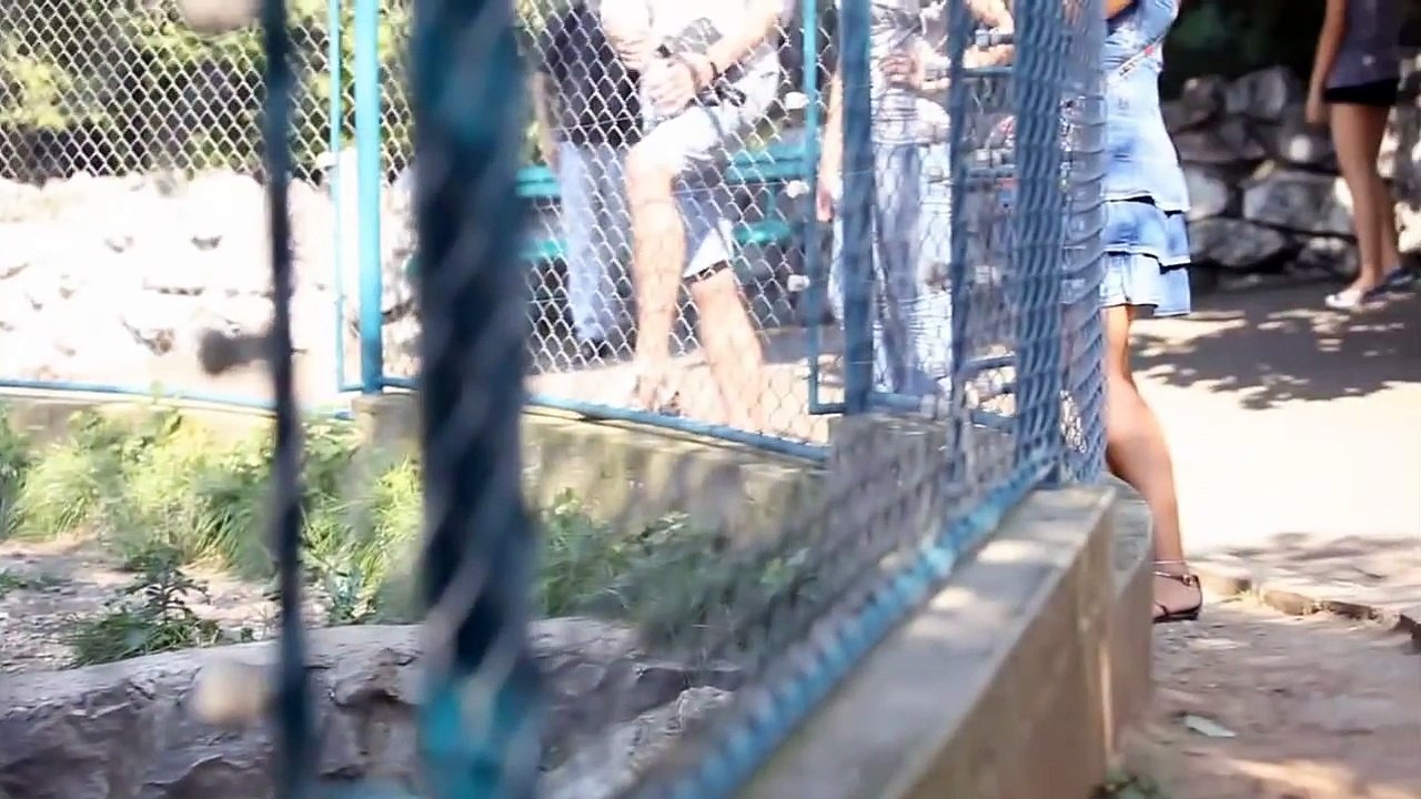 White lion (Belgrade ZOO)