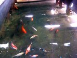 Mis estanques de peces