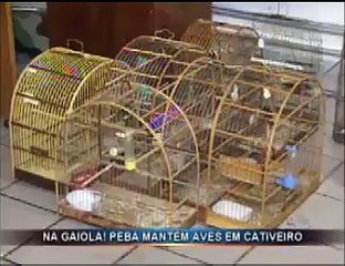 Pássaros silvestres