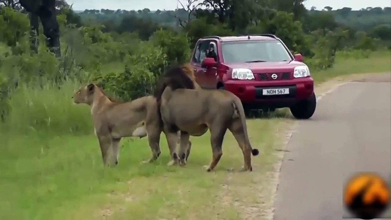 Animal Attacks Compilation 2015 HD