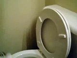 toilet flushing cat