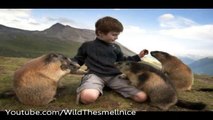 Schoolboy special relationship with colony of alpine marmots