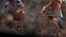 Cheetah attack the people! Cheetah attacked reporter / Animal Attacks on Human
