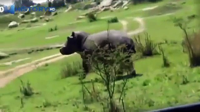 Hippos attack on people. Attack of a hippopotamus! Selection! / Animal Attacks on Human
