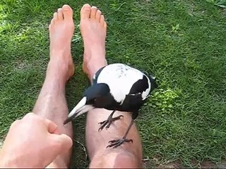 Our once baby Magpie is growing up!