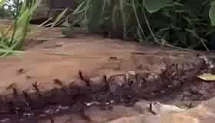 Piton Yılanını Çiğ Çiğ Yiyen Karıncalar