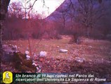 11 lupi ripresi nel Parco Nazionale d'Abruzzo, Lazio e Molise
