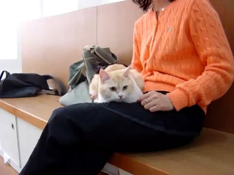 cat spey