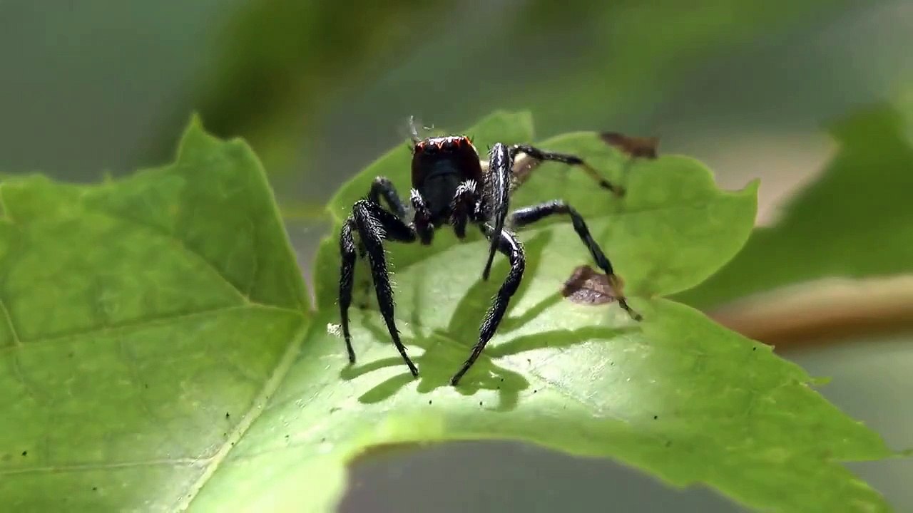 Jumping Spiders-(Salticidae)