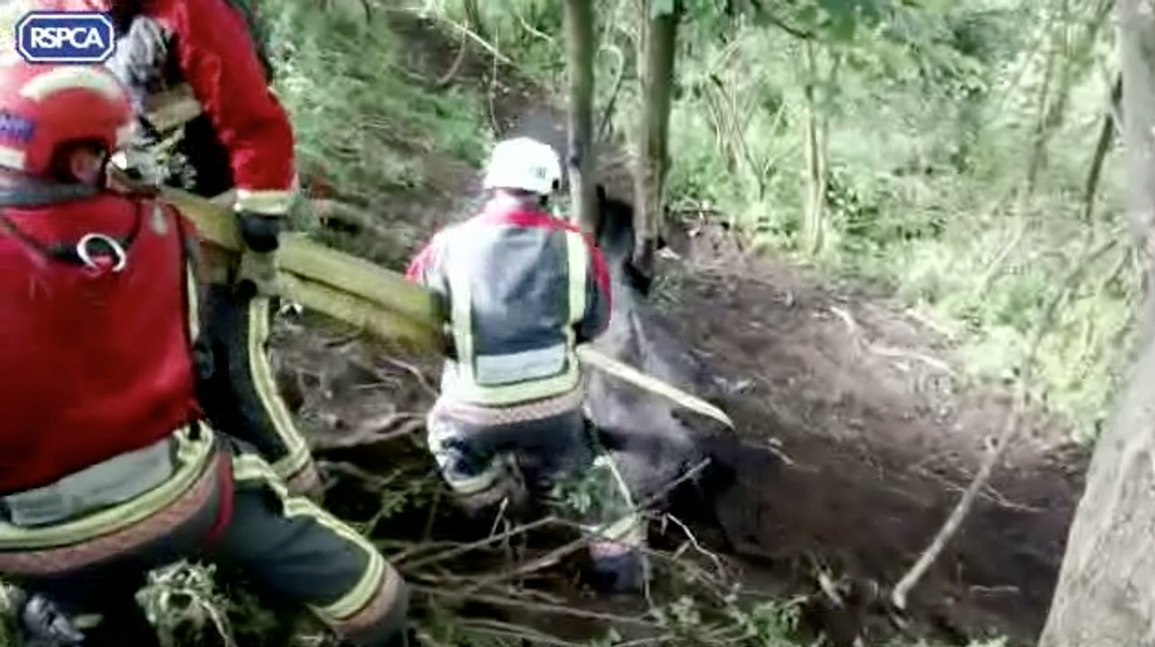 Don't Have a Cow! We're Here to Rescue Her and That's No Bull