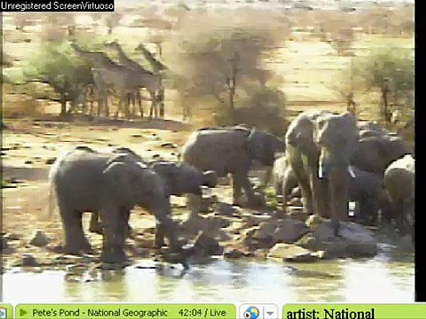 Giraffes & Elephants 10-11-06