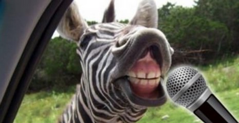 This Singing Zebra Is All You Need To Get Through The Week