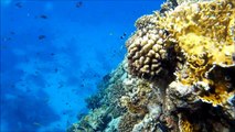 Trip and Diving in Sharm El Sheikh -whith sj4000