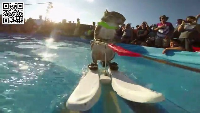 Twiggy the Waterskiing Squirrel