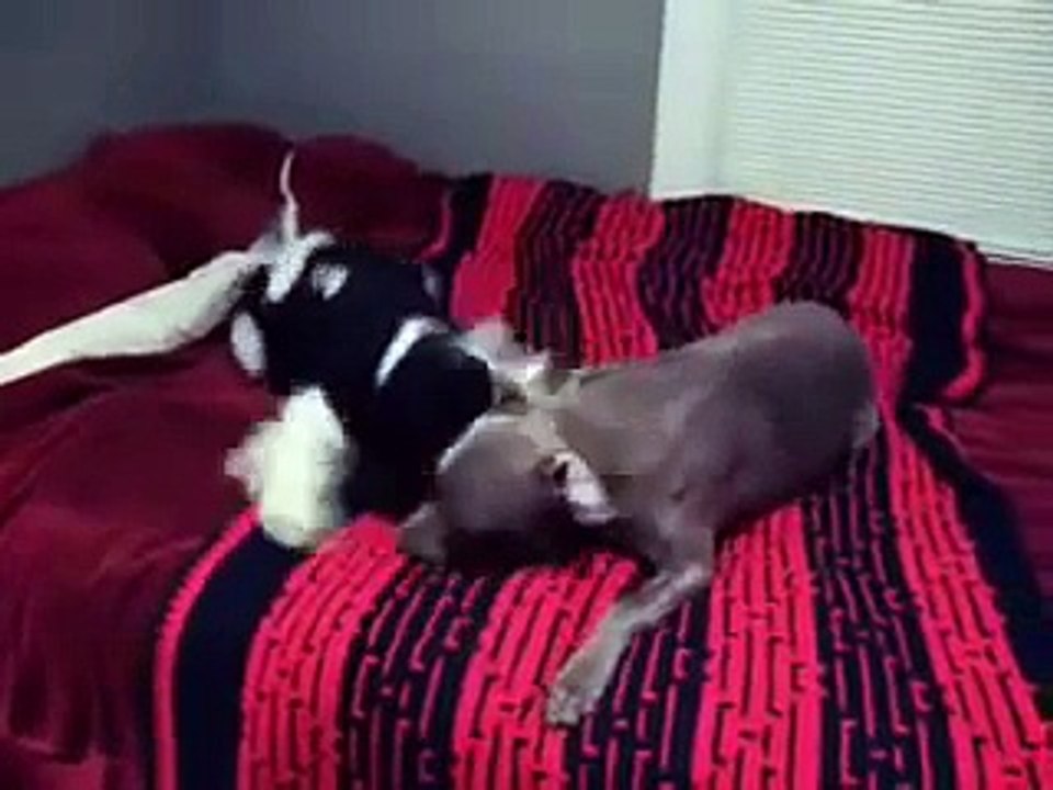 Dog Wrestling