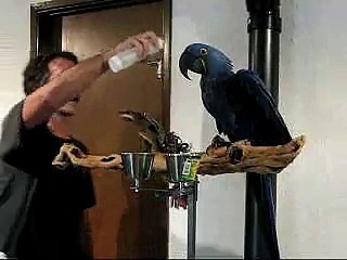 Hyacinth Macaw