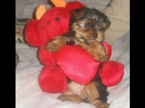 BULL TERRIER ROTTWEILER ELEVAGE (L'adoption)