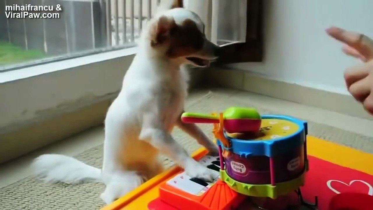 Drôle d'animal, Les animaux drôle des vidéos