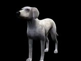 The Sims 2 Pets -  Dog Play Render