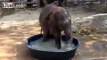 Baby elephant having a playful bath !!! [Documentary Animal and Nature ]