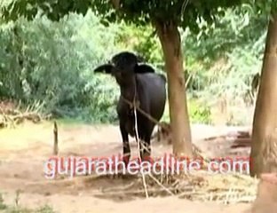 Kheda Apruji villagers lives under scarry atmosphere; Shankersinh Congress's Press Meet