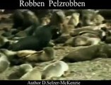 Robben Pelzrobben Antarctica Tiere Animals Natur SelMcKenzie Selzer-McKenzie