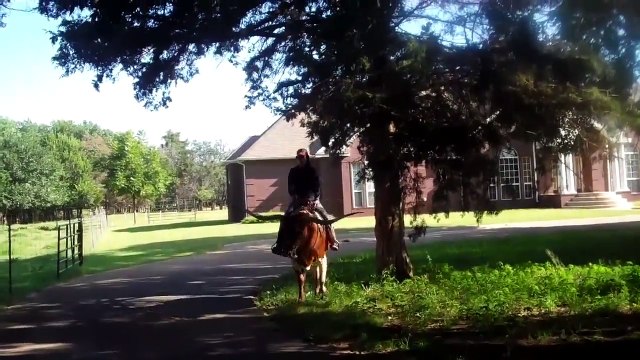 Riding Texas Longhorn Saddle Cow PREMIER ASTORIA