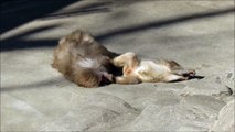 Feet the Japanese macaque boy 