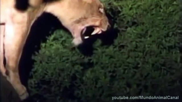 Leon Macho Salva a Leonas de Hienas