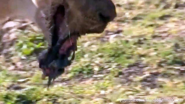 Leon vs Hipopotamo - Leona despues de pelear contra un Hipopotamo - Secuelas