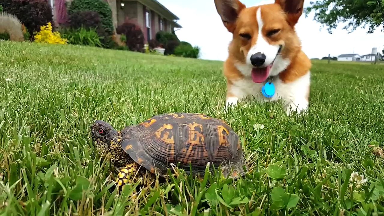 Turbo and the turtle