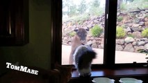 Brave Pet Cat Stands Up To Mountain Lion - Cute Cats VS Mountain Lion(1)