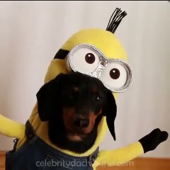Wiener Dog Minions!!