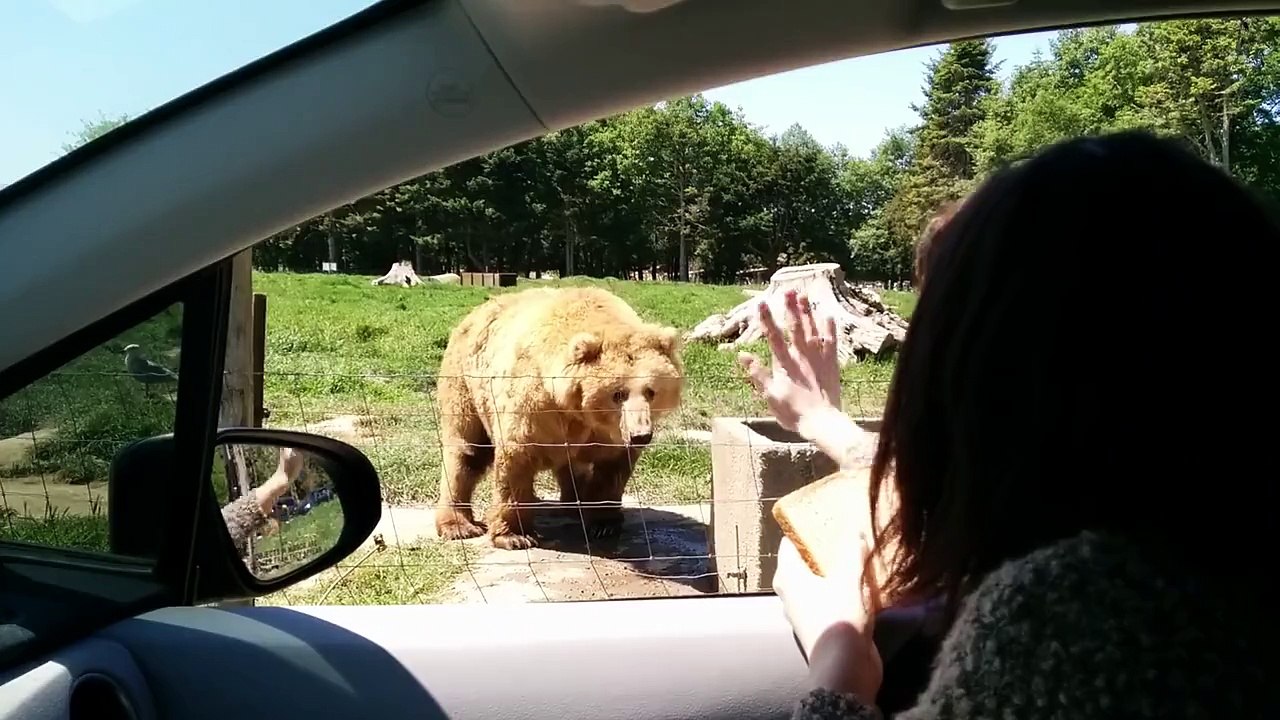 Awesome catch by the bear