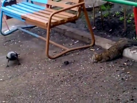 Ворона и кошка кто хитрей؟ Ворона жжет.1