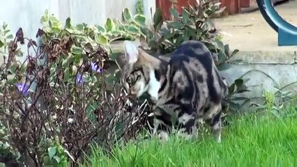 HERMOSA GATA DANDO A LUZ 6 GATITOS