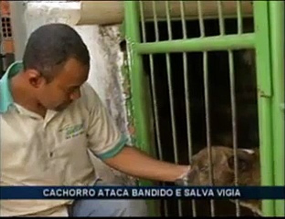 Cão-herói