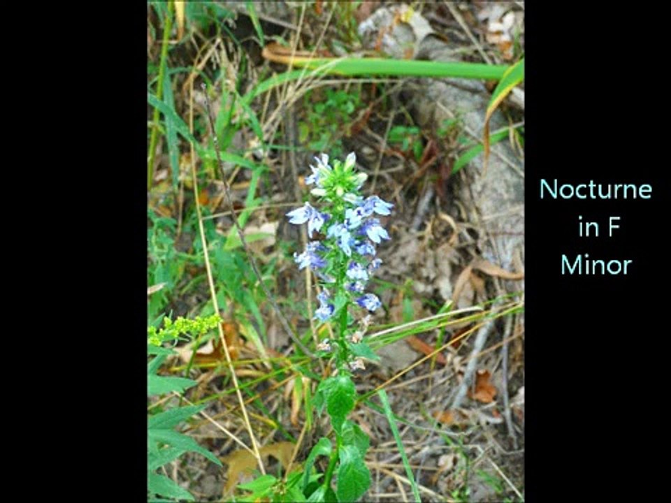 Frederic Chopin: Nocturne in F Minor, Opus 55. No. 1