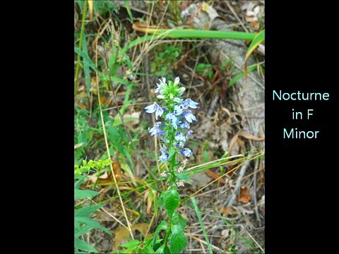 Frederic Chopin: Nocturne in F Minor, Opus 55. No. 1