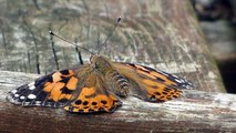 Release Of The Painted Lady Butterflies