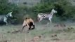 National Geographic Documentary Wild Animals attack National Geographic Animals