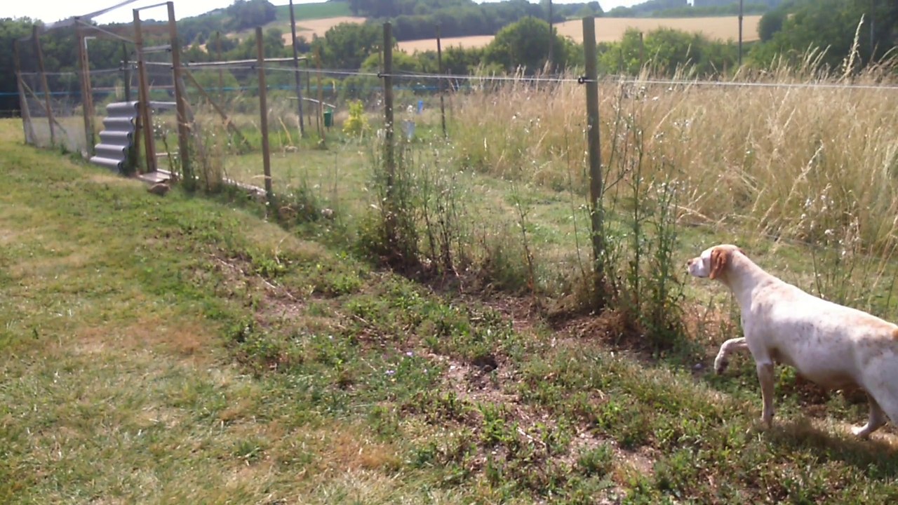 Braque Bourbonnais qui coule un faisandeau.
