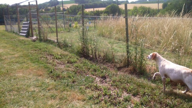 Braque Bourbonnais qui coule un faisandeau.