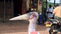 Birds of Uganda - the marabou stork