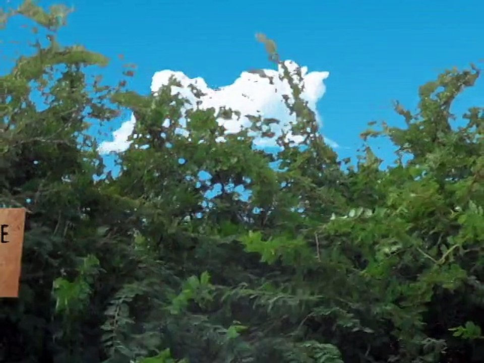 Uso del Marabú como biomasa en Cuba