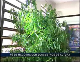 Plantação de maconha