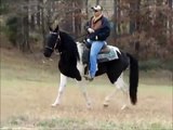 Elvis - Stunning Tennessee Walking Horse Trail Horse Deluxe For Sale.wmv
