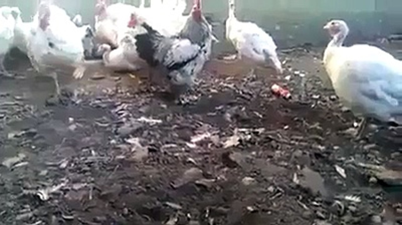 hahhahaha v funyy kid reaction must watch n share