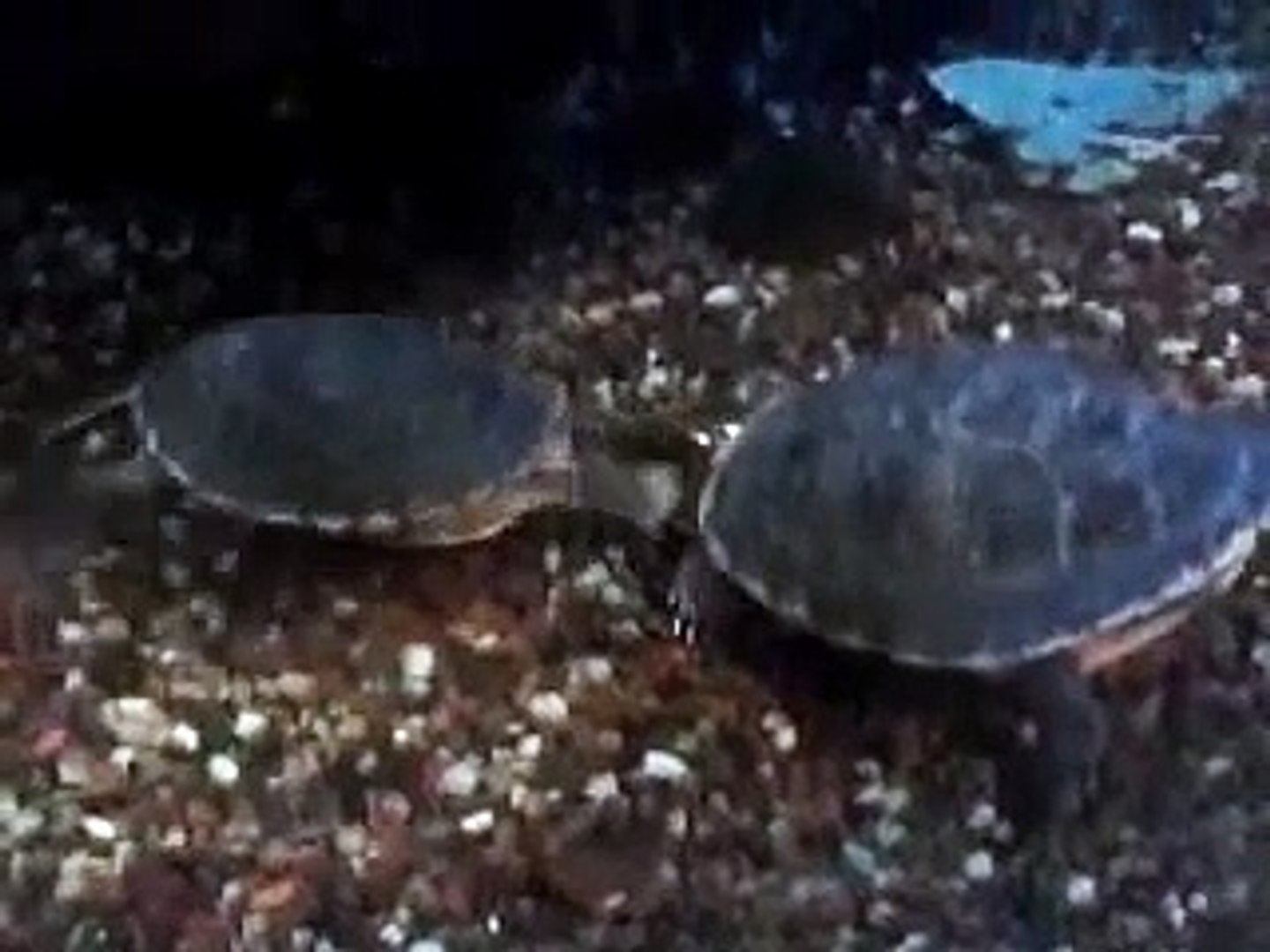 ⁣Painted Turtle Fights Other Turtle