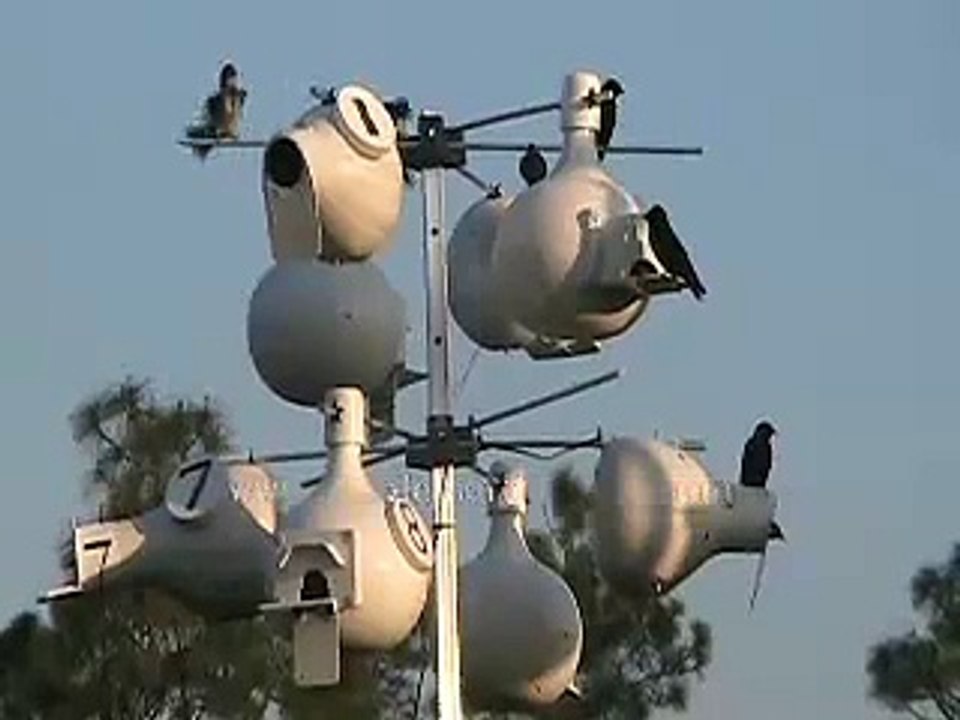 Purple Martins